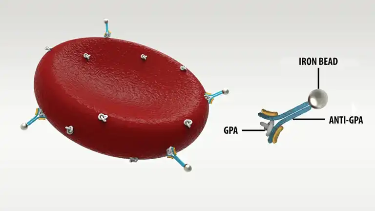 Erythrocyte-magnetized technology (GPA Binding)