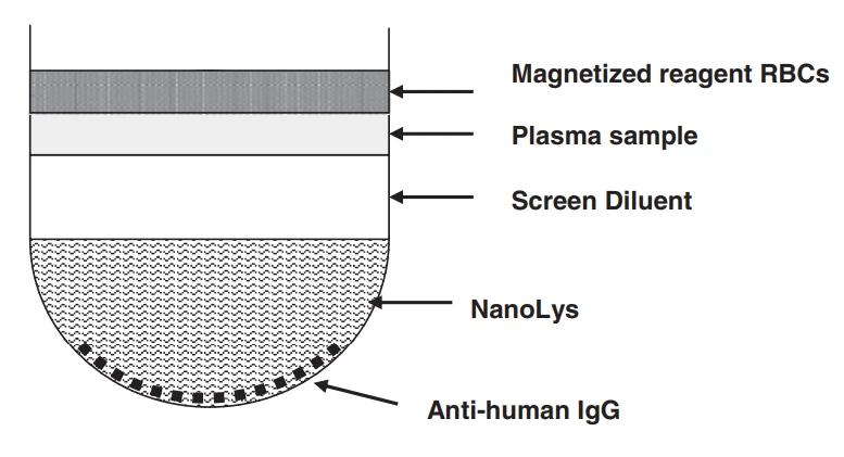 Erythrocyte-magnetized technology