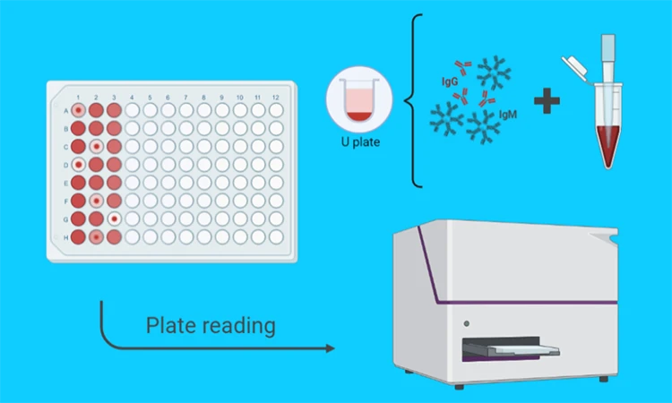 Microplate agglutination