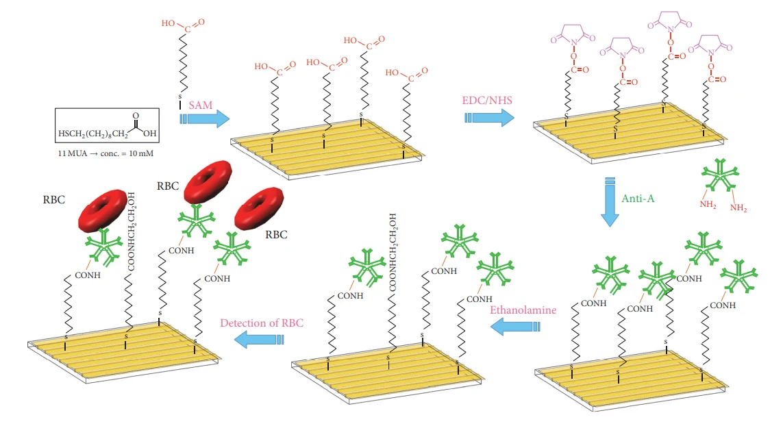 Immobilized erythrocytes by plasmon resonance technology