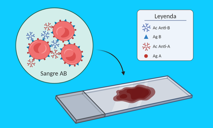 Erythrocyte agglutination